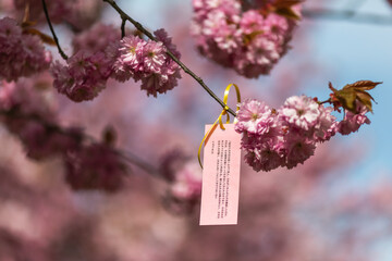 Small information tag hanging from cherry blossom branch in spring
