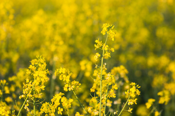 Oilseed rapes blooming in spring