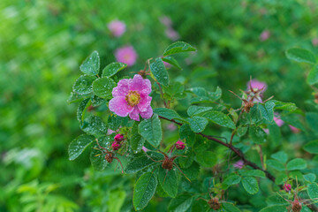 Flowers- soft focus effect. Depth of field