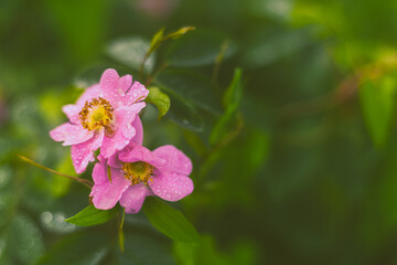 Flowers- soft focus effect. Depth of field