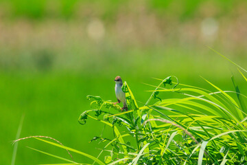 緑背景のオオヨシキリ