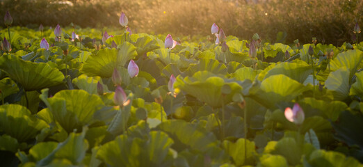夕日に染まる蓮の花