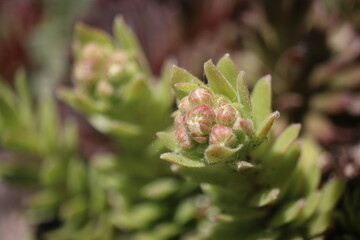 Sempervivum arachnoideum LEMON BABIES 2008 Volkmar Schara