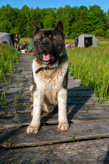 Alaskan Malamute dog, a breed of young dog