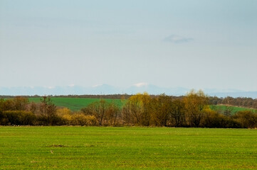Young plantings in a spring field on a background of snow-capped peaks, solar heat.