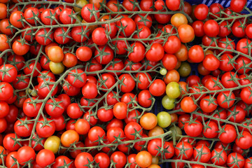 Tomates Cherry rama recién recolectados