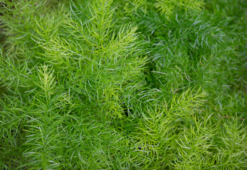 Close-up of Asparagus Densiflorus, Asparagus fern plants. Natural background of small green leaves in the tropical garden. ornamental and ground cover plants for decorating in the garden.