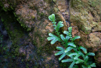 Natural background of small green ivy leaves growing on the rock with moss and lichen in the tropical rain forest. Copy space for text design.