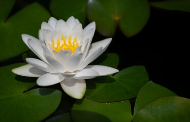 A single white lotus flower with yellow pollen is blooming in the natural sunlight on the green lotus leaves backgrounds. Water lily.