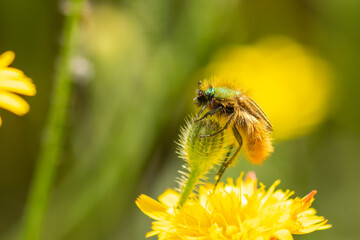 Eulasia nitidicollis glaphyrid beetle macro on top of a flower.
