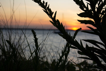 Fototapeta premium reeds at sunset