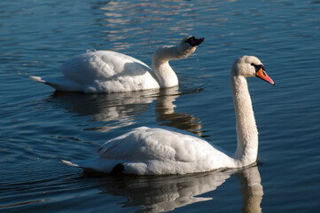 white swans group on the lake swim well under the bright sun