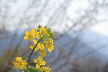 満開の菜の花畑　一輪クローズアップ