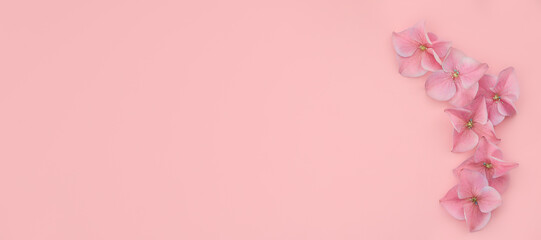 Fototapeta premium banner flora hydrangea petals on pink background