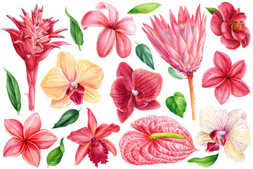 Set of watercolor flowers on isolated background. Plumeria, protea, orchid, anthurium