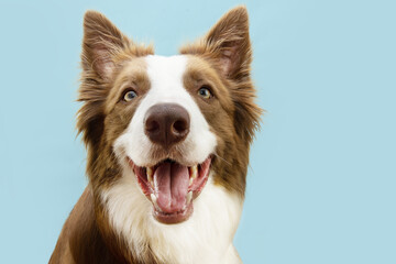Portrait brown border collie puppy dog with happy expression. Isolated on blue pastel background