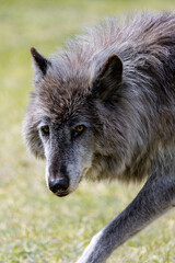 Wolfdog 1