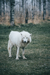 Wolfdog 4