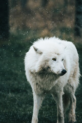 Obraz na płótnie Canvas Wolfdog 5
