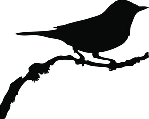 Bird standing on branch silhouette vector, symbol idea, side view, isolated on white background, wild animal concept, fill with black color wildlife animal, little bird icon