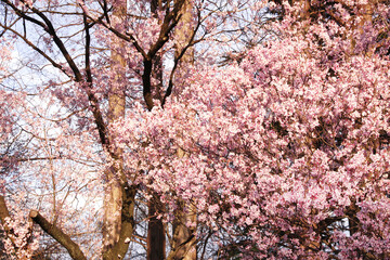Blossoming sakura in Shinjuku Gyoen national garden, Tokyo, Japan