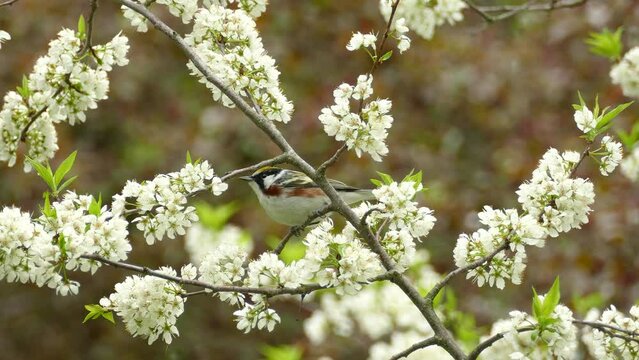 Wild chestnut sided warbler, setophaga pensylvanica hopping on the branch of beautiful blooming white plum tree and fly away, wildlife close up shot in spring season.