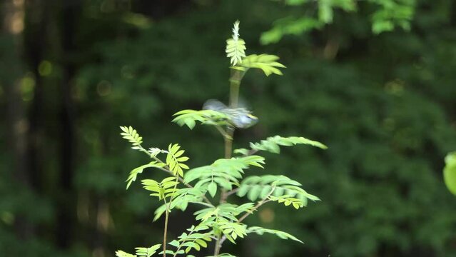 Little chestnut sided warbler, setophaga pensylvanica perching on a sapling and fly away against beautiful woodland environment on a sunny day.