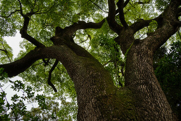 Fototapeta premium Tall, old and green trees in a park located in the center of Tokyo, Japan