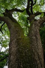 Naklejka premium Tall, old and green trees in a park located in the center of Tokyo, Japan