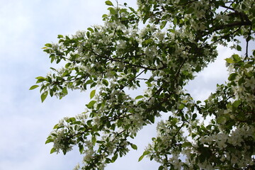 Malus sieboldii, commonly called Siebold's crab, Siebold's crabapple or Toringo crabapple, is a species of crabapple in the family Rosaceae	
