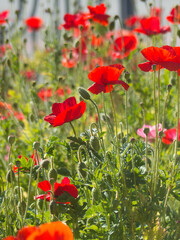 field of poppies