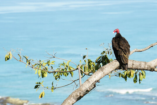 Red Headed Vulture Looking For Prey