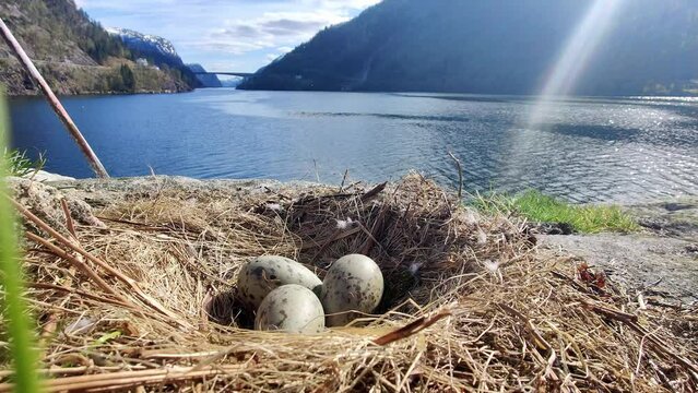 Three seagull eggs laying in nest with Norway fjord background and sunrays from top right corner - Static handheld closeup