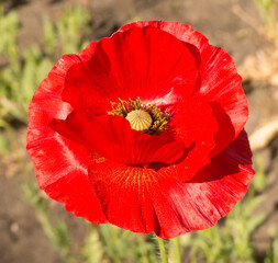 red poppy flower