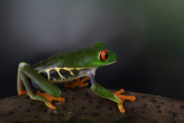 A pair of Red-eyed Tree Frog (Agalychnis callidryas).