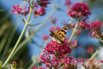 Painted Lady (Vanessa Cardui) Butterfly perched on pink flower in Zurich, Switzerland
