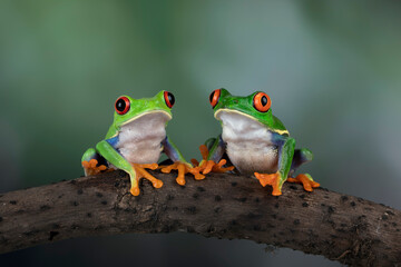 A pair of Red-eyed Tree Frog (Agalychnis callidryas).