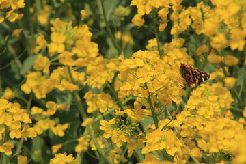 満開の菜の花と蝶