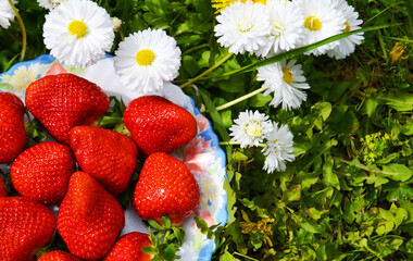 Daisies with freshly picked strawberries with green tails in a plate on a green background, the concept of summer