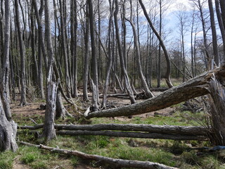 Broken windbreak forest catastrophic natural landscape