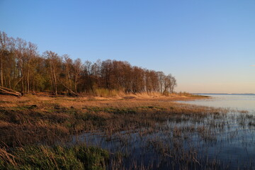 The shore of the lake at sunset the trees are still without leaves, in the foreground the first green slabs of reeds, spring landscape