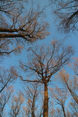 Bare tree trunks reach for the sunlight spring landscape overhead