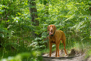 Ein Hund zwischen den Farnen!