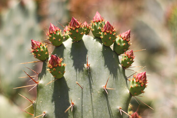 Photo of cacti with flowers close up