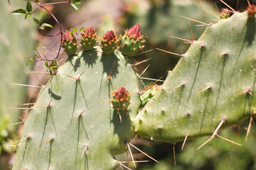 Photo of cacti with flowers close up