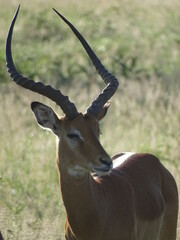Antilope