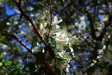 Malus sieboldii, commonly called Siebold's crab, Siebold's crabapple or Toringo crabapple, is a species of crabapple in the family Rosaceae	
