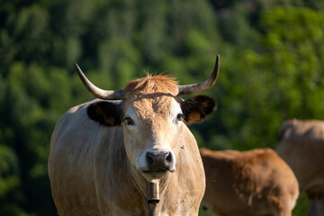 cow on a pasture