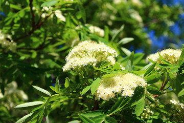 Blooming sorbus aucuparia, commonly called rowan and mountain-ash, is a species of deciduous tree...