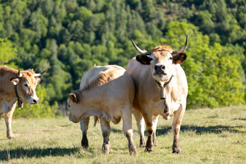 cows in a field